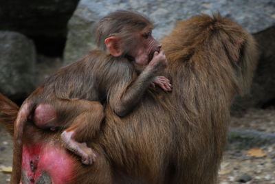 Close-up of monkey