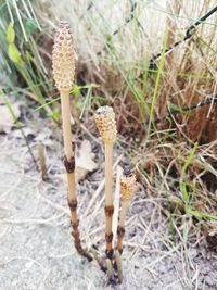 Close-up of mushroom growing on field