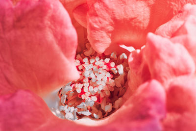 Close-up of pink rose flower