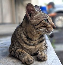 Close-up of a cat looking away