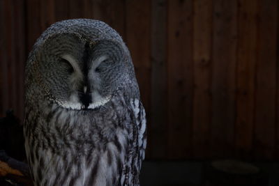 Close-up of owl