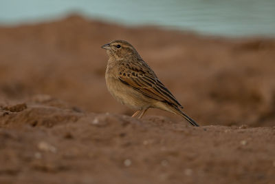 Close-up of bird perching on a land