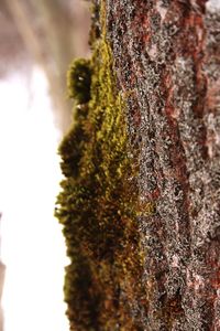 Close-up of moss on tree trunk