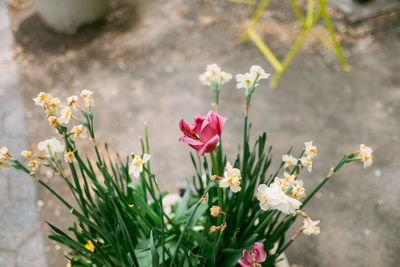 Close-up of pink flowering plant