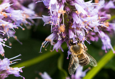 Close-up of bee pollinating on purple flower