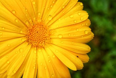 Close-up of wet yellow flower