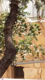 Close-up of potted plant on tree trunk