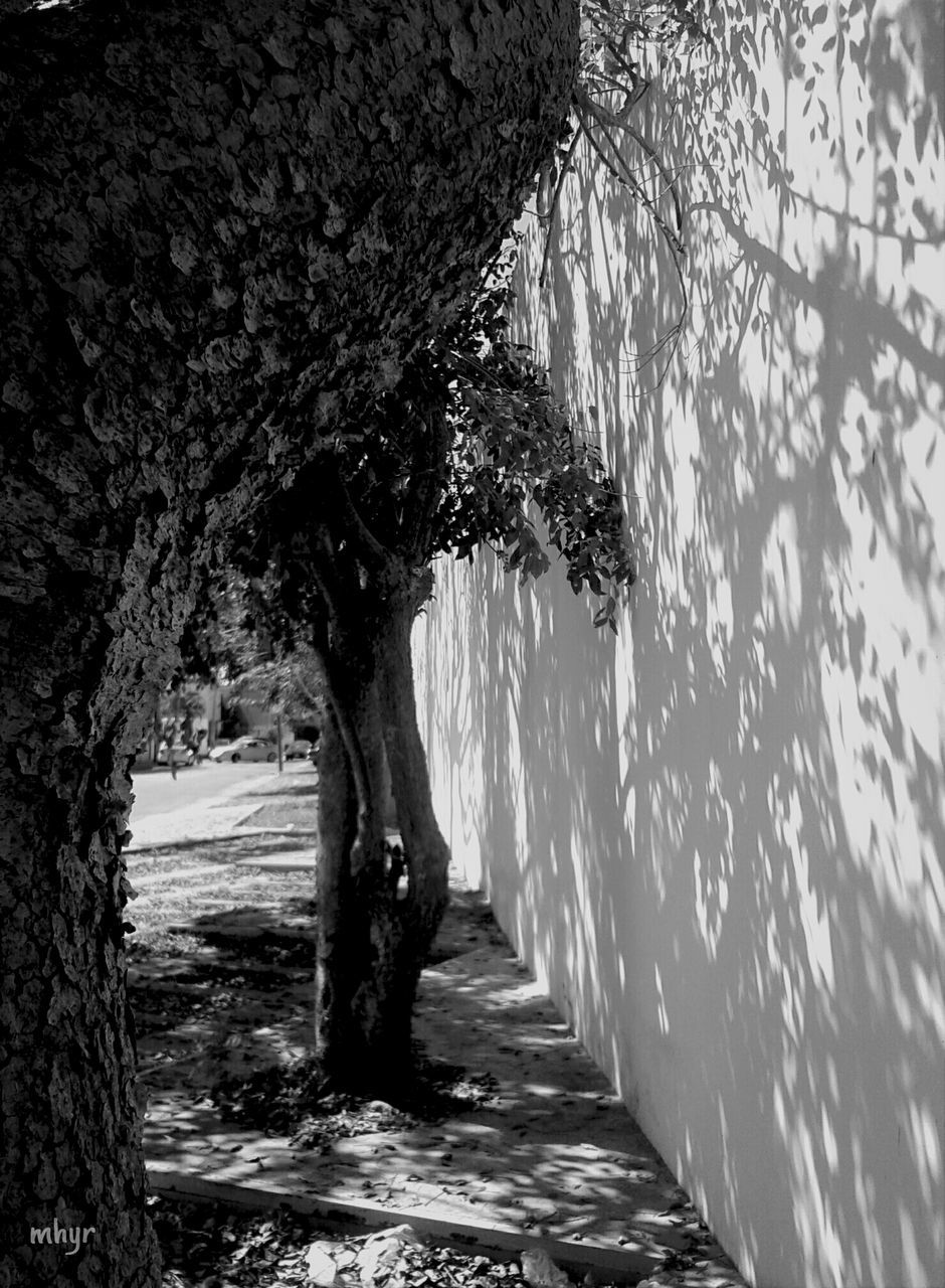 tree, the way forward, tranquility, tree trunk, nature, water, tranquil scene, shadow, footpath, narrow, beauty in nature, branch, scenics, walkway, day, sunlight, outdoors, wood - material, diminishing perspective, growth