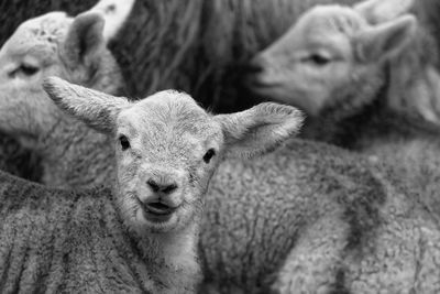 Close-up portrait of a sheep