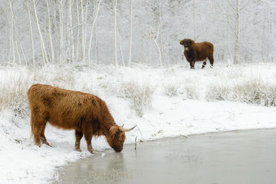 Close-up of highland cattle drinking water from lake