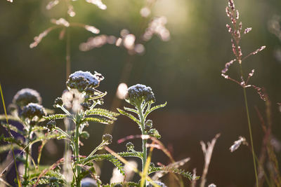 Close-up of fresh plants