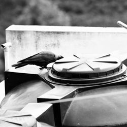 Close-up of bird perching on wood