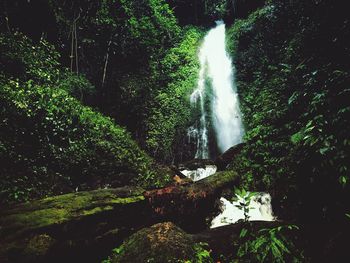 Scenic view of waterfall in forest