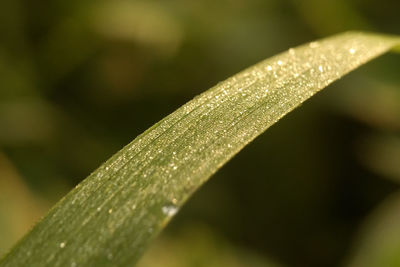 Close-up of leaf