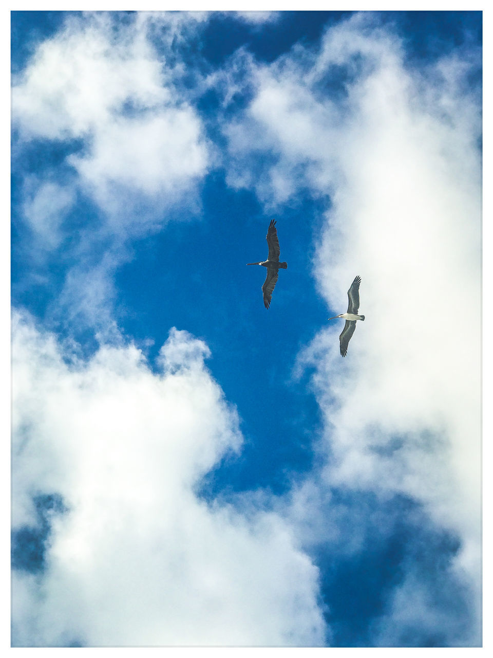 LOW ANGLE VIEW OF BIRDS FLYING