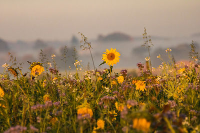 Close-up of yellow flowering plants on field against sky