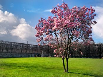 Pink cherry blossoms in spring