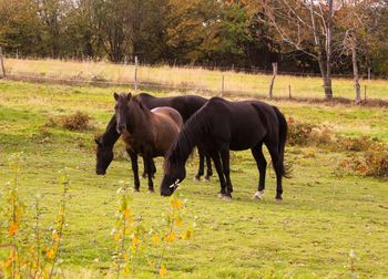 Horses in a field