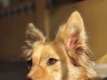 Landscape portrait of half face of brown dog looking away with sunlight 