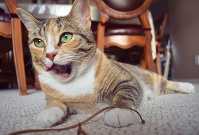 Close-up portrait of cat sitting
