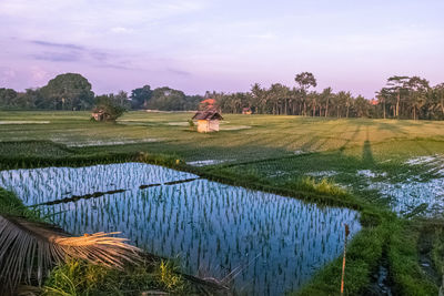 Scenic view of field by lake against sky