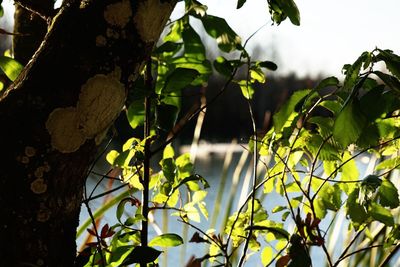 Close-up of fresh green plant