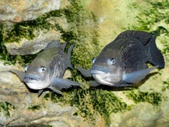 Close-up of fish in water