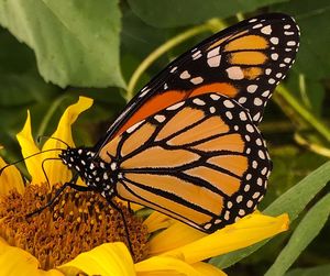 Close-up of butterfly on yellow flower