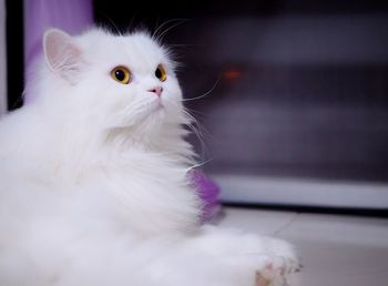 Close-up of cat looking away