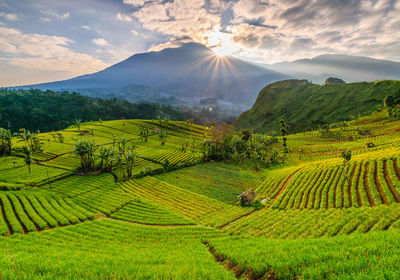 Scenic view of agricultural field against sky