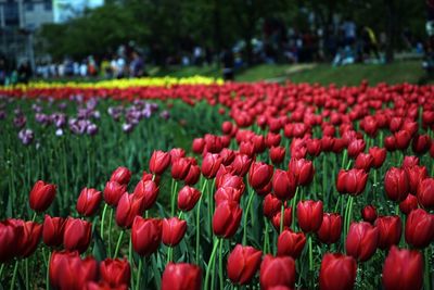 Red tulips in park
