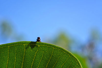 Close-up of housefly on leaf against blue sky