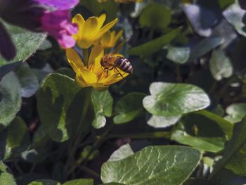 Close-up of bee pollinating on yellow flower