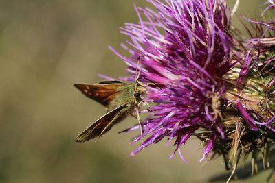 Close-up of butterfly on purple flower