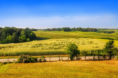 Scenic view of agricultural field against sky