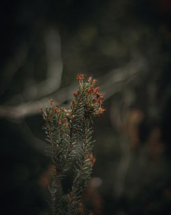 Close-up of flower tree