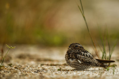 Close-up of bird perching on field