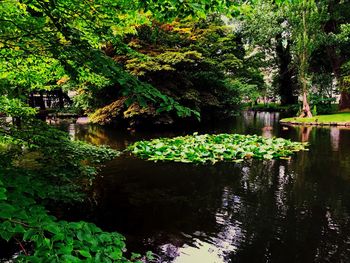 Reflection of trees in water