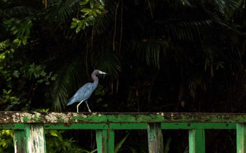 Bird perching on railing in forest