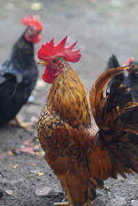 Close-up of rooster