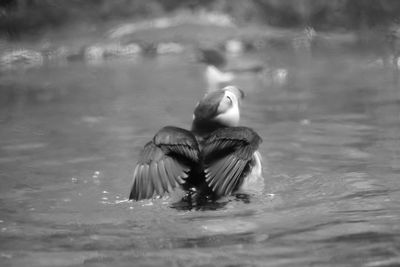 Ducks swimming in lake