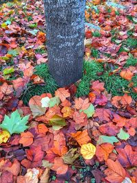 Autumn leaves on tree trunk