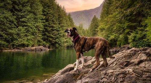 Dog standing on rock