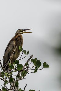 Bird perching on a tree