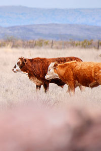 Cows in the sea