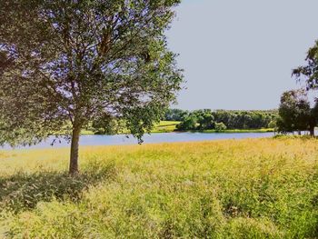 Scenic view of field against clear sky