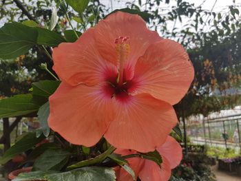 Close-up of hibiscus blooming outdoors