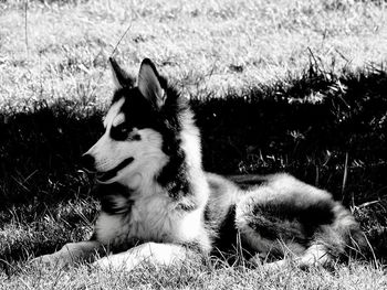 Dog relaxing on field