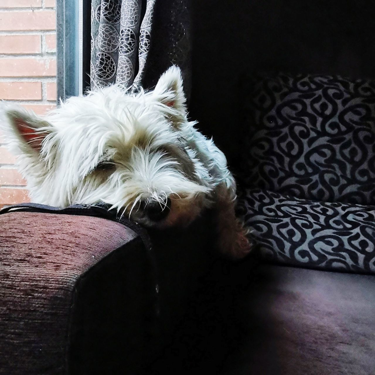 domestic animals, pet, animal themes, mammal, one animal, animal, dog, canine, west highland white terrier, white, indoors, terrier, relaxation, no people, lap dog, home interior, animal hair, furniture, animal body part, portrait, sofa, window