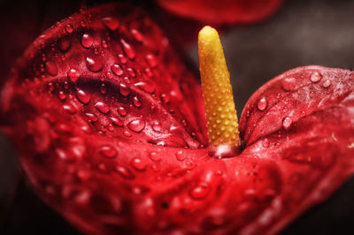 Close-up of wet red rose